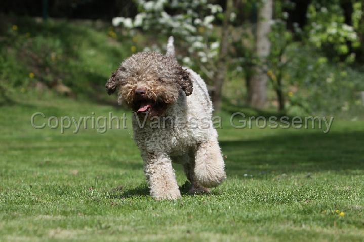 LAGOTTO 030.jpg